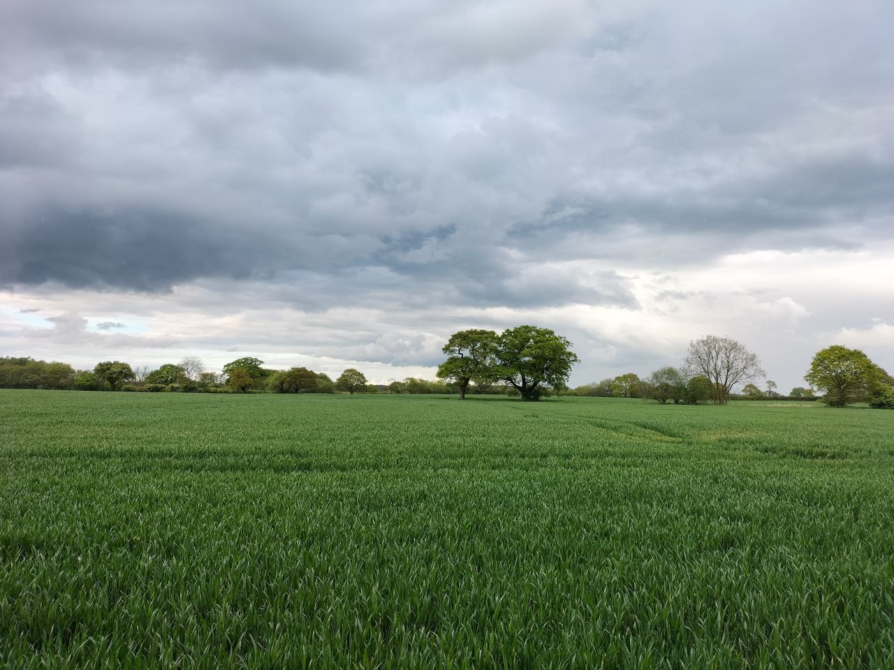 Field 